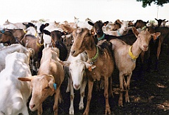 1999 - Sancerre 2 (Chavignol - 14 juillet 1999)